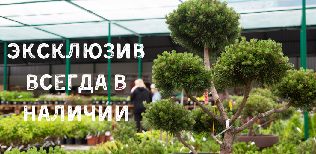 Садовый Центр Исаковский