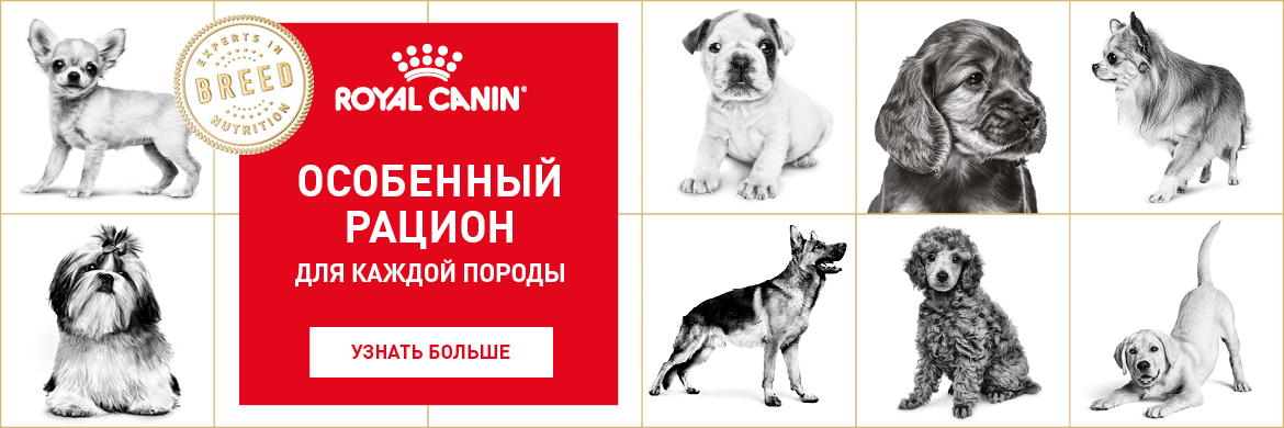 Royal Canin Собаки Акция с 09.10.2017 *цена за товар указана с учетом данной акции, те вы получаете 25% бесплатно. Royal Canin Собаки Акция с 09.10.2017 *цена за товар указана с учетом данной акции, те вы получаете 25% бесплатно.
