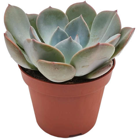 Суккуленты 🌵 - широкий ассортимент и качество