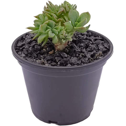 Суккуленты 🌵 - широкий ассортимент и качество