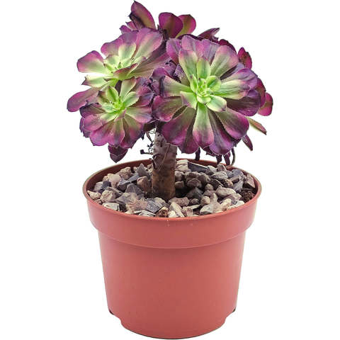 Суккуленты 🌵 - широкий ассортимент и качество