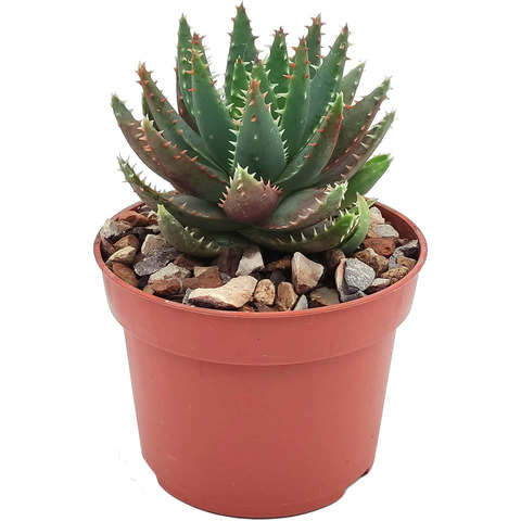 Суккуленты 🌵 - широкий ассортимент и качество
